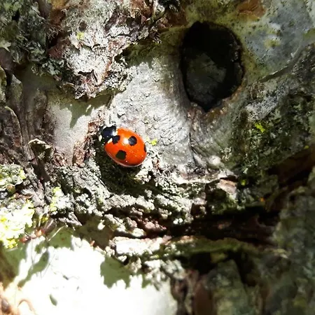 Vordermuhr 34 Apartamento Muhr