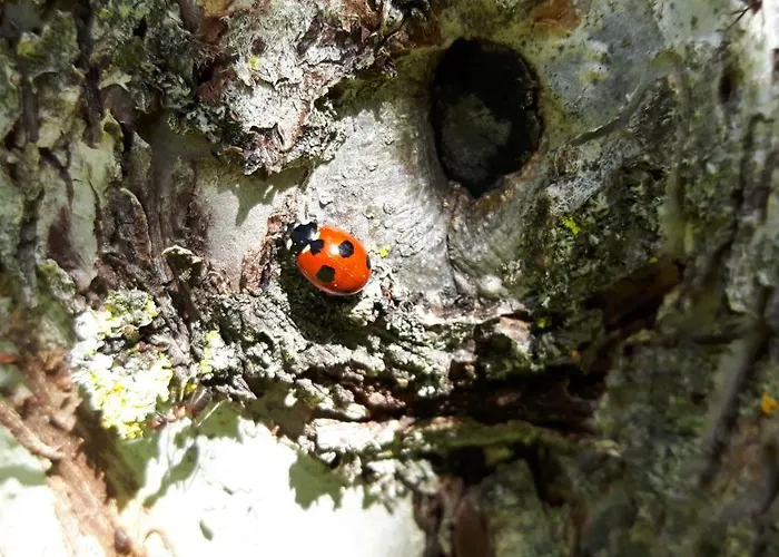 Vordermuhr 34 Apartment Muhr